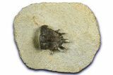Bargain, Lichid Trilobite (Akantharges) - Tinejdad, Morocco #372457-1